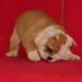 english bulldog puppy